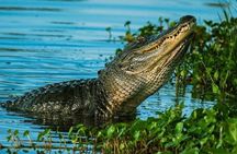  Private Everglades Tour: Explore the Beauty of the Everglades