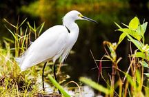  Private Everglades Tour: Explore the Beauty of the Everglades
