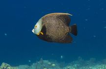 E-Snorkeling tour in Bonaire with easy Sea Scooters