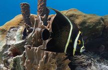E-Snorkeling tour in Bonaire with easy Sea Scooters