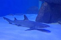 AquaRio and Biopark half-day tour