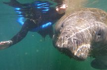 Semi-Private Manatee Swim Tour With In-Water Guide/Photographer