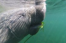 Semi-Private Manatee Swim Tour With In-Water Guide/Photographer