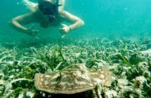 Guided Snorkel Experience, Free Videos in West Palm Beach