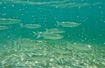 Guided Snorkel Experience, Free Videos in West Palm Beach