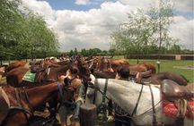 Horseback Riding Tour and Polo in Argentine Countryside