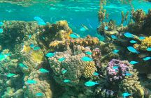 Half day lagoon safari tour in Bora Bora- Shared tour