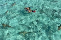 Half day lagoon safari tour in Bora Bora- Shared tour