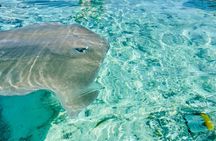 Half day lagoon safari tour in Bora Bora- Shared tour