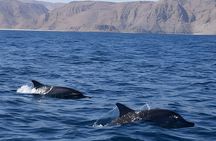 Dolphin Watching in Muscat
