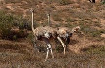 Excursions to the Souss Massa National Park 