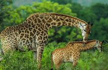 Day tour to Giraffe center and Karen Blixen Nairobi