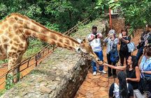 Giraffe Centre and Bomas of Kenya Full-Day Tour from Nairobi