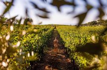 Rome's Vineyard Symphony: Countryside Winetasting Experience