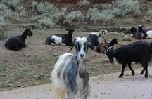 Chania White Mountains Private Tour: From Sea to Summit!