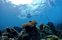 OnBird - PRIVATE ADVENTURE SNORKELING - explore Half-moon reef & Coral Mountain