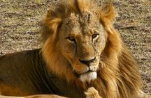 3 Days Masai Mara Safari Adventure