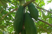 5 Hours Guided Spice Tour and Cooking Class in Zanzibar