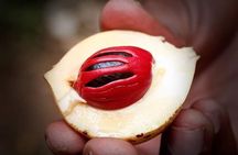 Spice Tour, Stone Town and Prison Island