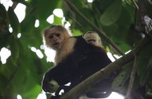 Corcovado National Park Hike San Pedrillo Station 