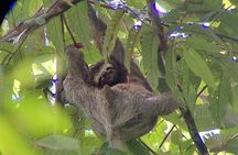 Corcovado National Park Adventure – Guided San Pedrillo Hike