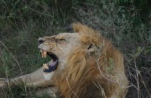 Nairobi National Park, Elephant Orphanage and Giraffe Center Tour