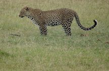 4-Day Group Safari to Maasai Mara & Lake Nakuru- 4 x 4 jeep
