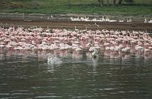 4-Day Group Safari to Maasai Mara & Lake Nakuru- 4 x 4 jeep