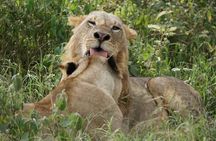 4-Day Group Safari to Maasai Mara & Lake Nakuru- 4 x 4 jeep