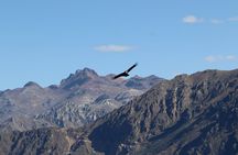 Private Full Day Tour to Colca Canyon with Breakfast