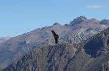 Private Full Day Tour to Colca Canyon with Breakfast
