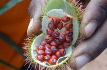 Spice Tour, Stone Town and Prison Island