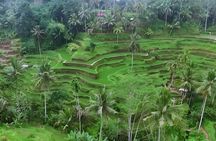 Amazing Bali Swing Experience with Ubud Full Day Tour