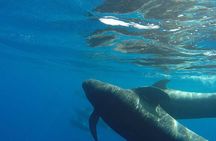 2 hour trip to see whales dolphins puerto colon adeje