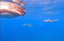 Private Full Day Lagoon Safari and Lunch on a Motu in Bora Bora
