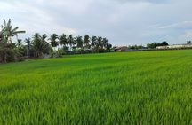 From Ho Chi Minh City: 2-Day Mekong Delta Tour Homestay