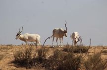Agadir Jeep Safari & National Park including lunch & hotel pickup