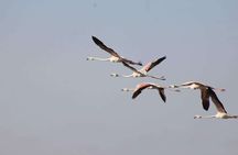 Agadir Jeep Safari & National Park including lunch & hotel pickup
