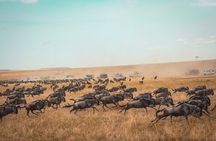 3 Days 2 Nights Maasai Mara Guided Safari Tour