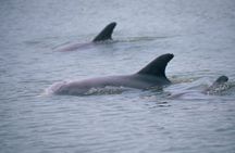 Dolphin and Manatee Clear Kayak or Paddleboard Tour