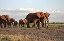 6 Days Safari Tour in Amboseli, Tsavo West and Tsavo East