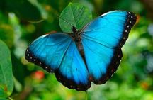 Monteverde Sloth sanctuary, Hanging Bridges, Butterflies garden