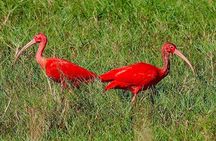  Caroni Swamp wildlife Tour