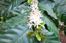 CULTURAL: Coffee&Chocolate Tour + Sloth Trail + Butterfly Garden 