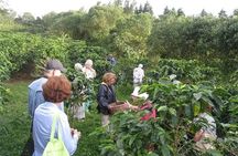 CULTURAL: Coffee&Chocolate Tour + Sloth Trail + Butterfly Garden 
