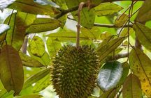 Zanzibar Spice tour