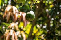 Zanzibar Spice tour