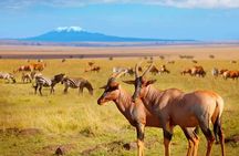 Private Day Tour Amboseli National Park, View Mt. Kilimanjaro 4*4