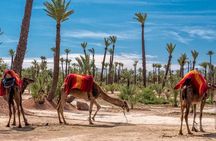Sunset Camel Ride in the Palmerai of Marrakesh