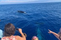 Late Morning Whale Watch Cruise from A'bay